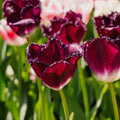 Tulp 'Purple Crystal'