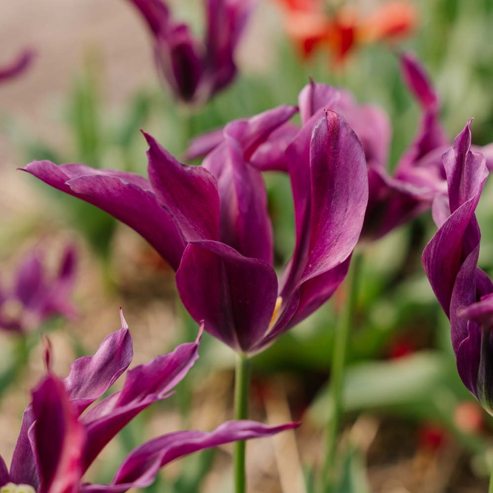 Tulp 'Purple Doll'