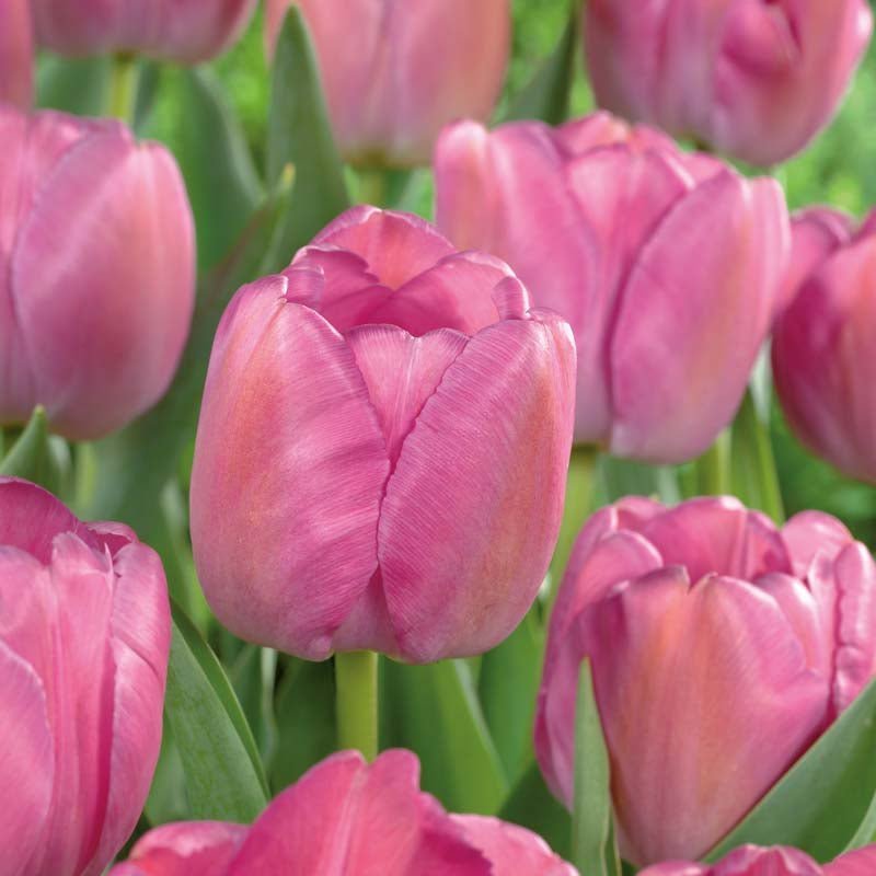 Tulp 'Purple Pride'