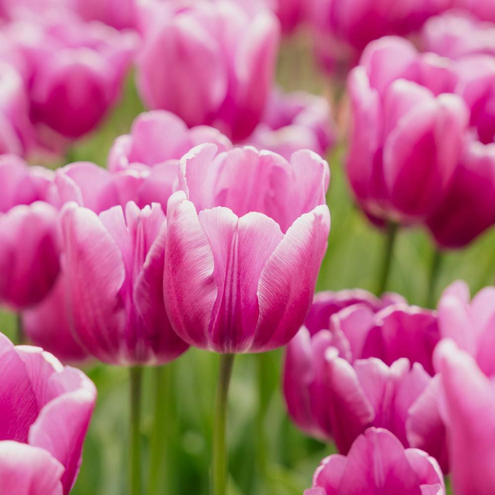 Tulp 'Purple Prince'