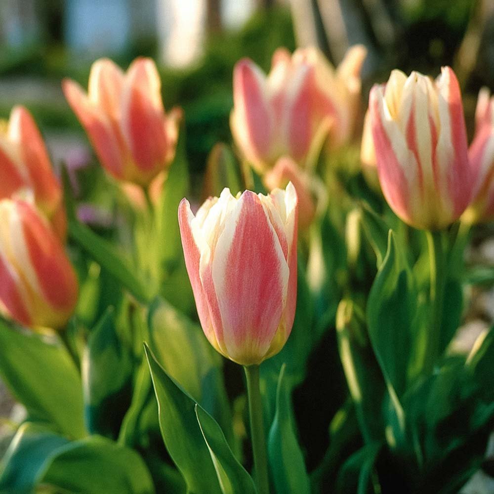 Tulp 'Quebec'