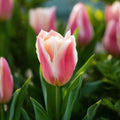 Tulp 'Quebec'
