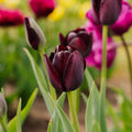 Tulp 'Queen Of Night'