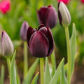 Tulp 'Queen Of Night'