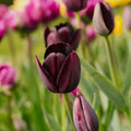 Tulp 'Queen Of Night'