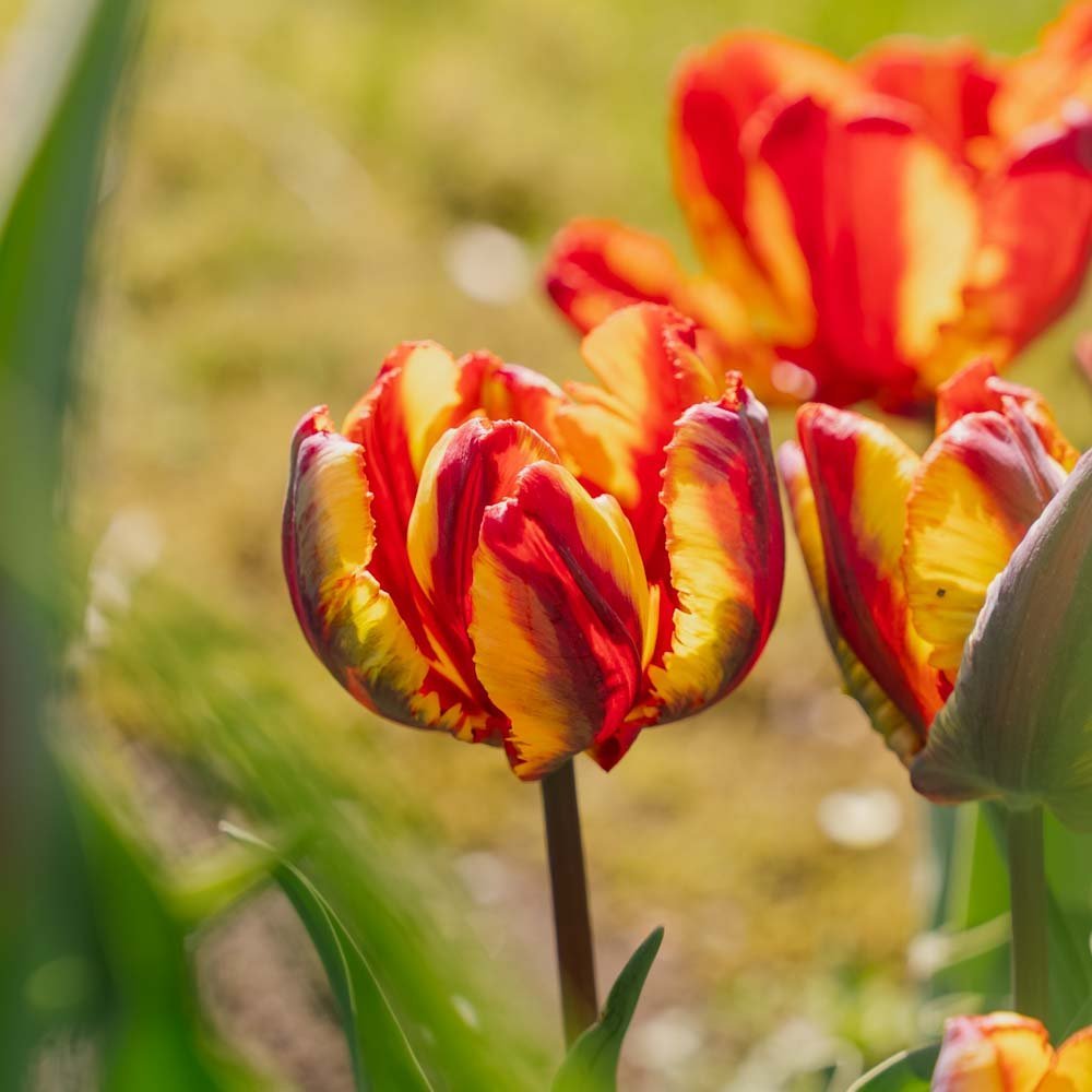 Tulp 'Rasta Parrot'