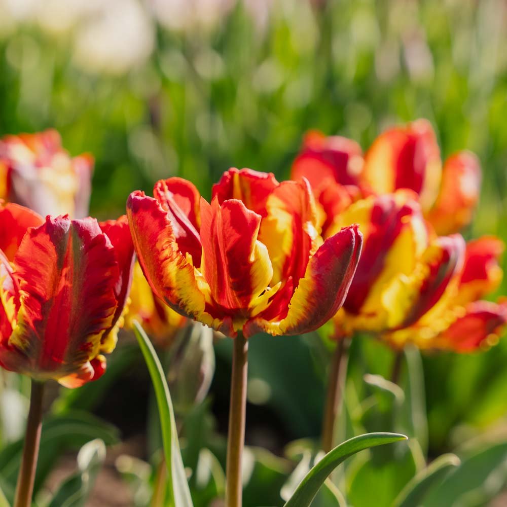 Tulp 'Rasta Parrot'