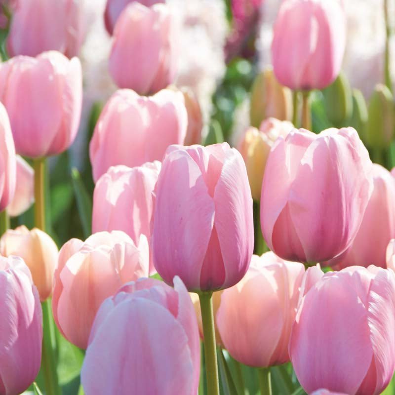 Tulp 'Salmon Impression'