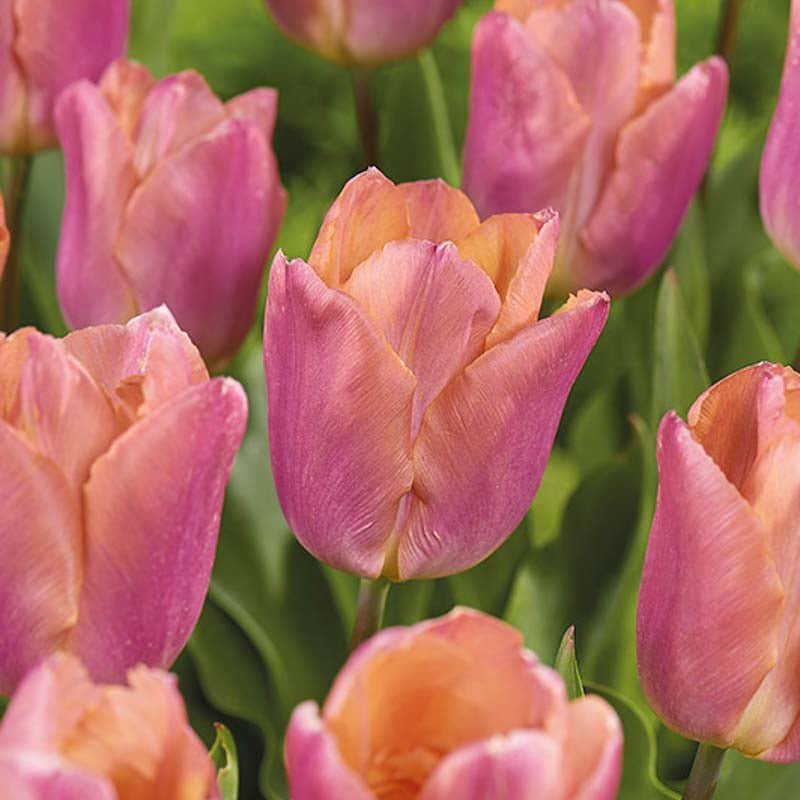 Tulp 'Salmon Prince'