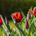 Tulp 'Slawa'