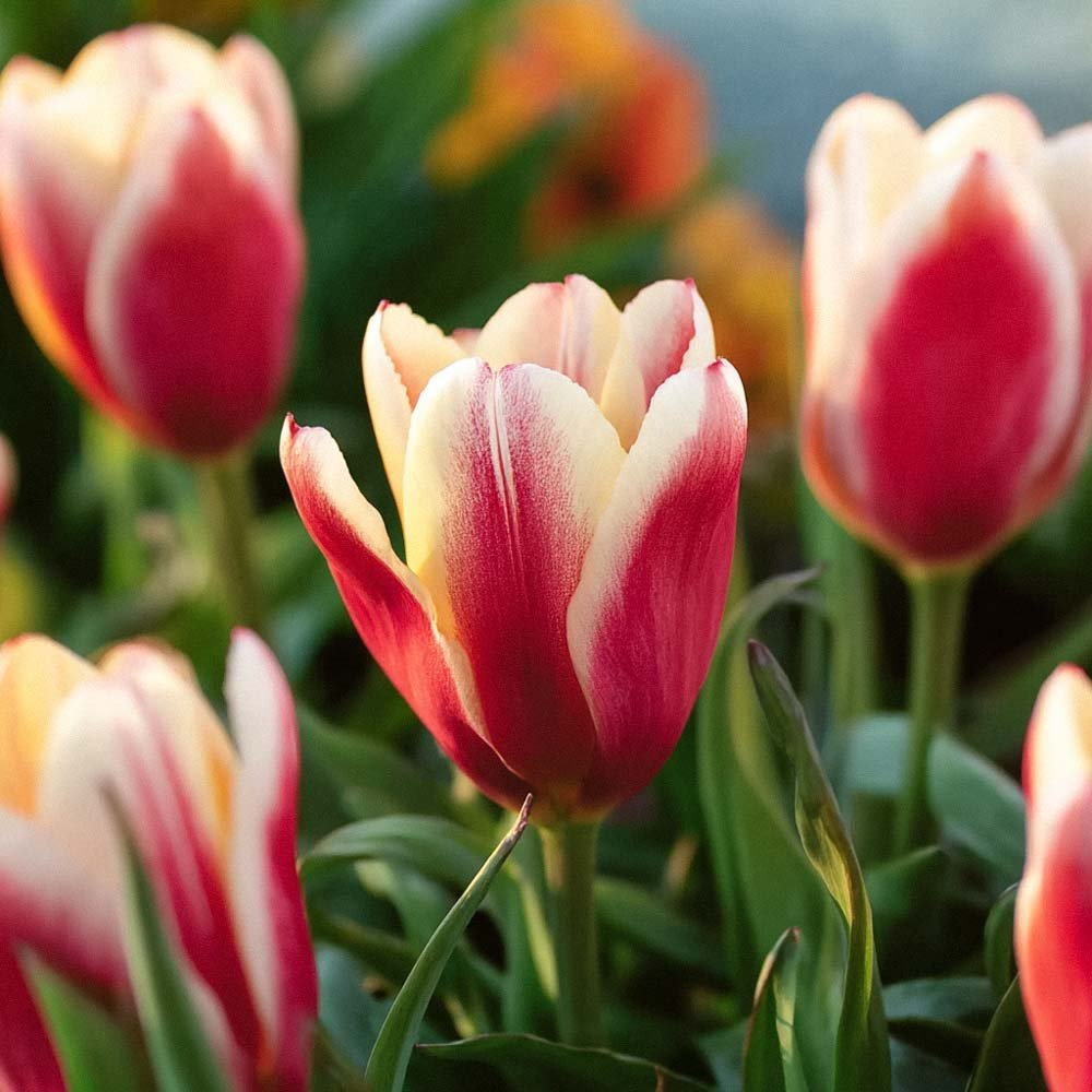Tulp 'Tarafta'