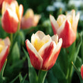 Tulp 'Tarafta'