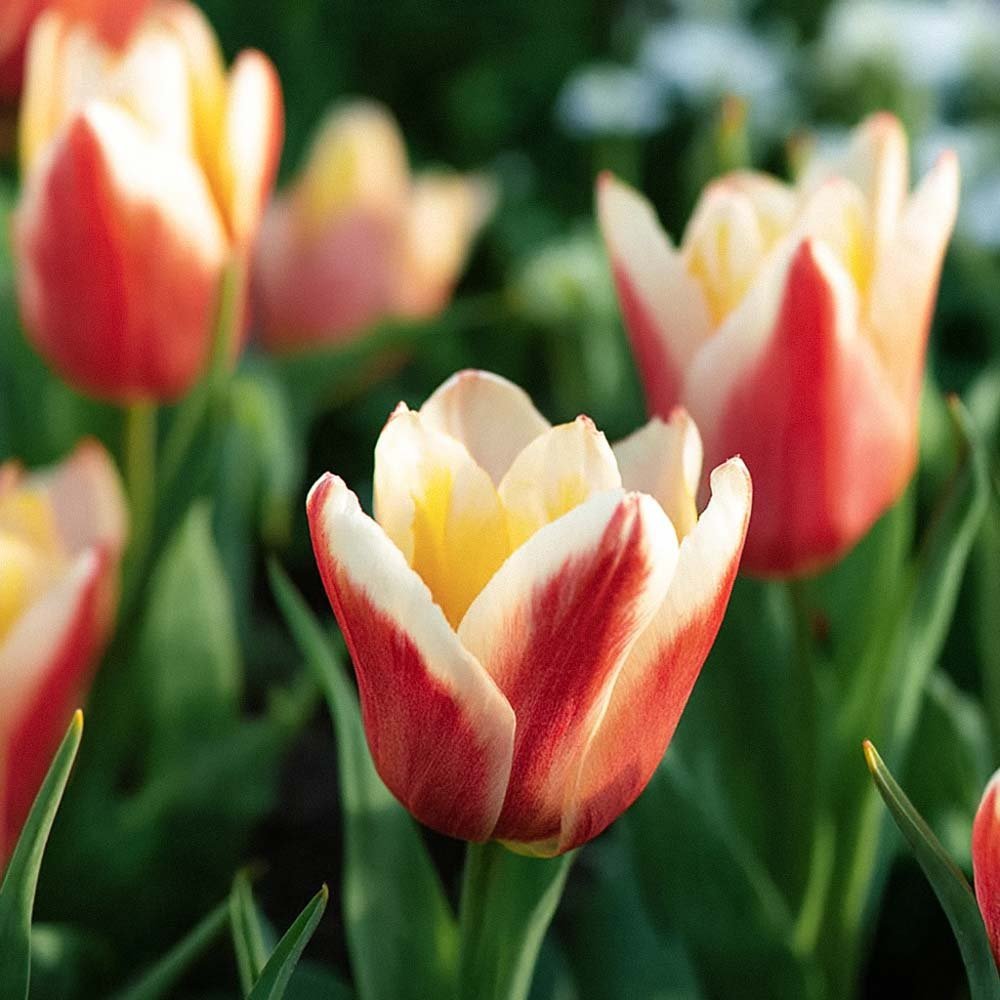 Tulp 'Tarafta'
