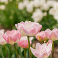 Tulp 'Upstar'