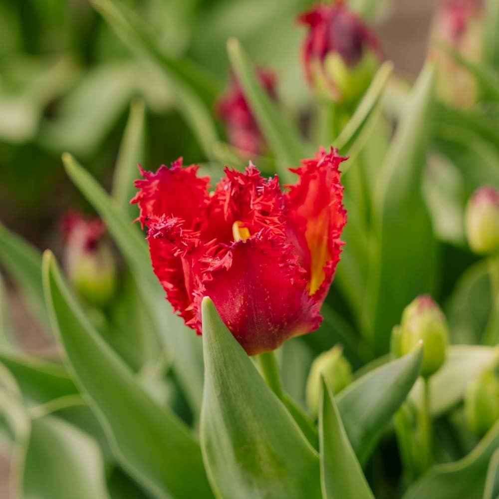 Tulp 'Versaci'