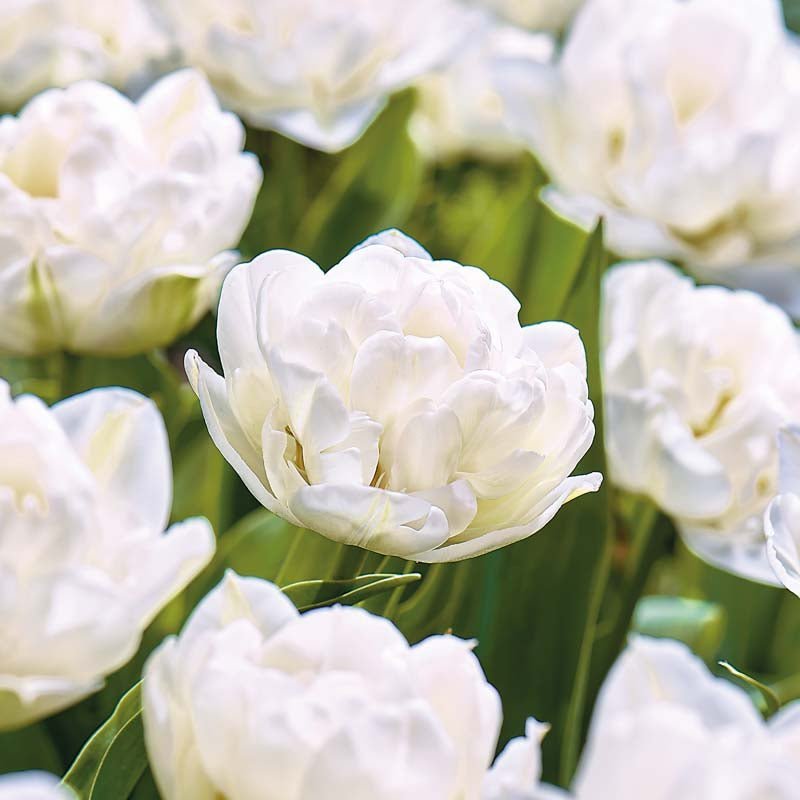 Tulp 'Wedding Dream'