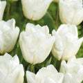 Tulp 'White Prince'