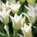 Tulp 'White Triumphator'