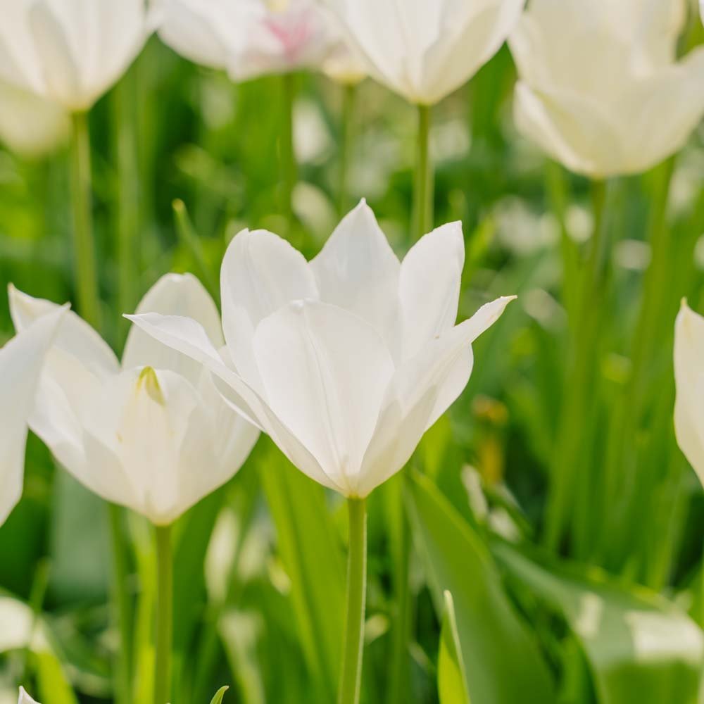 Tulp 'White Triumphator'
