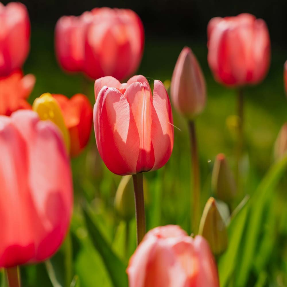 Tulpenmix 'Darwin Hybrid Mixed'