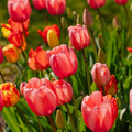Tulpenmix 'Darwin Hybrid Mixed'