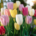 Tulpenmix 'Easter Basket Mixed'