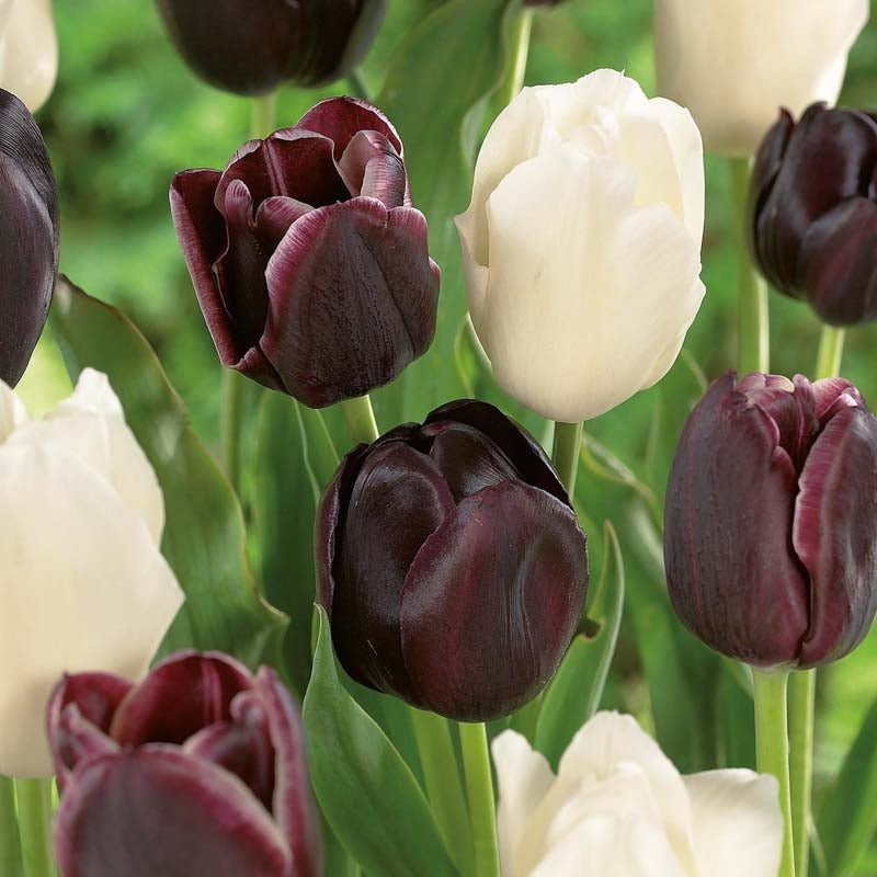 Tulpenmix 'Ebony&Ivory Mixed'