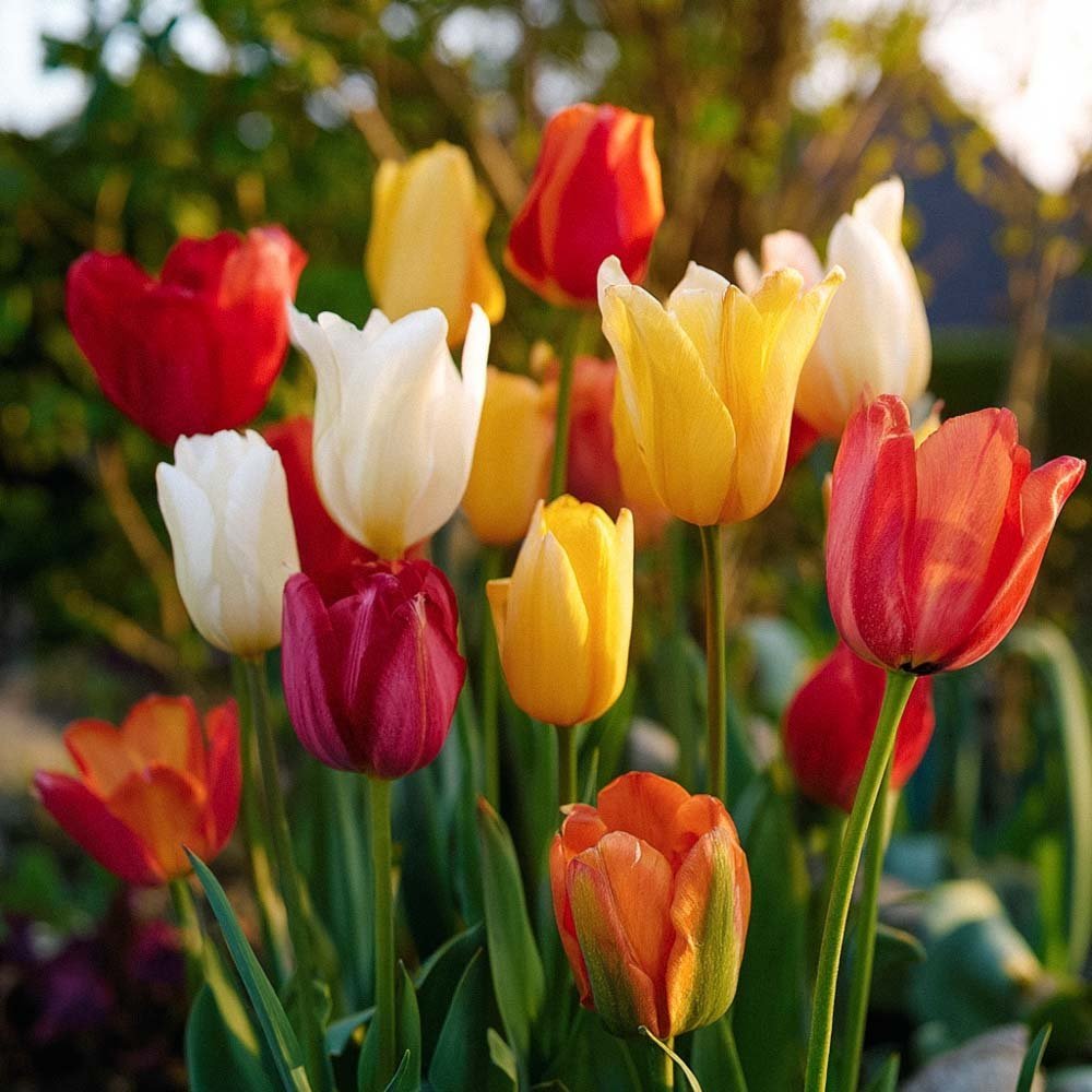 Tulpenmix 'Fosteriana Mixed'