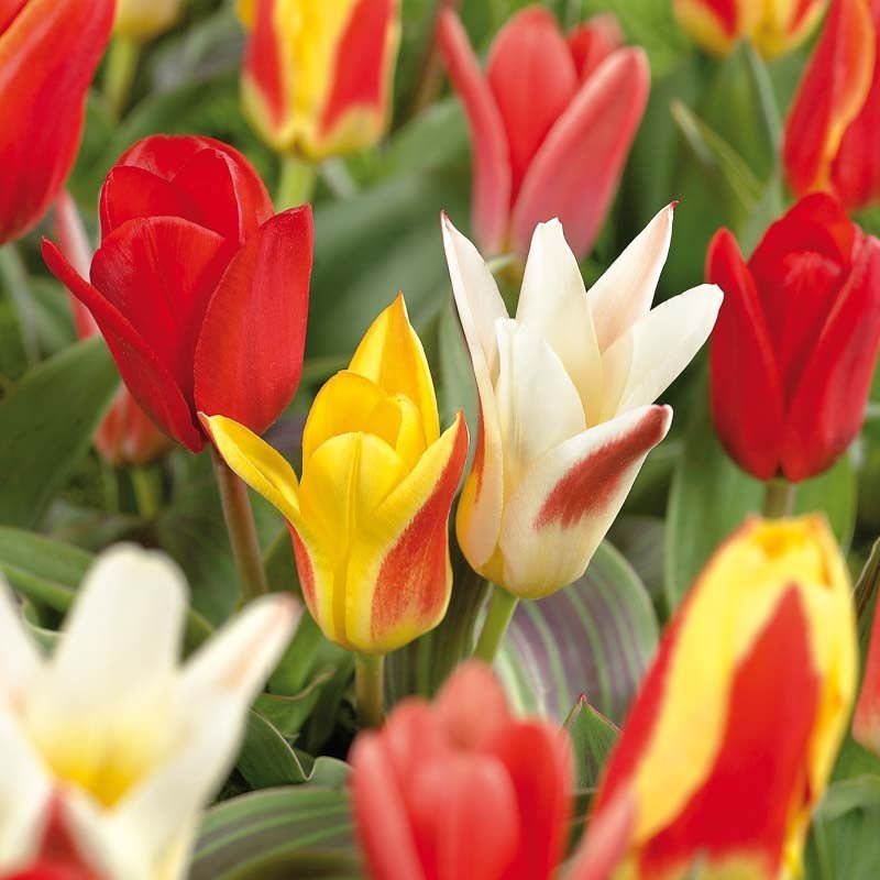 Tulpenmix 'Kaufmanniana Mixed'