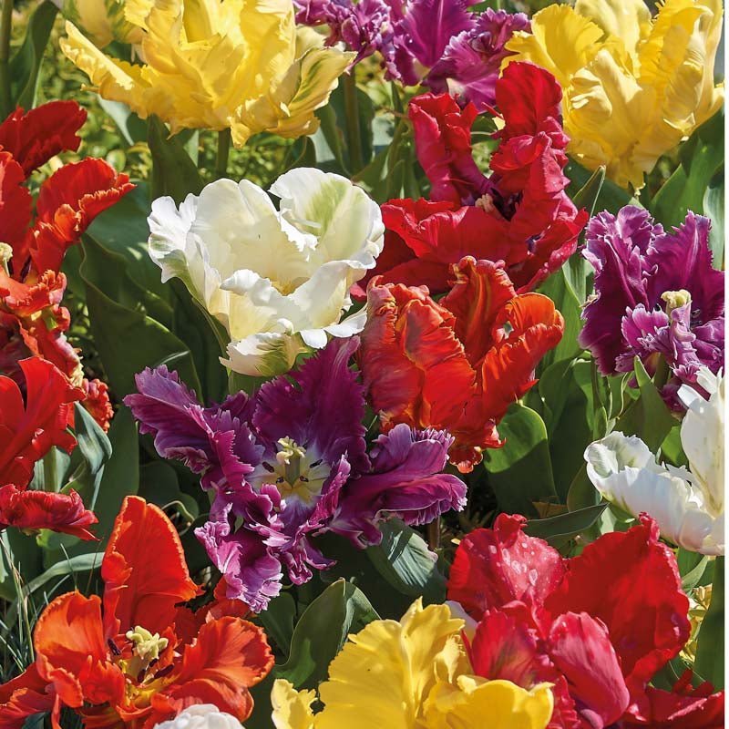 Tulpenmix 'Parrot Mixed'