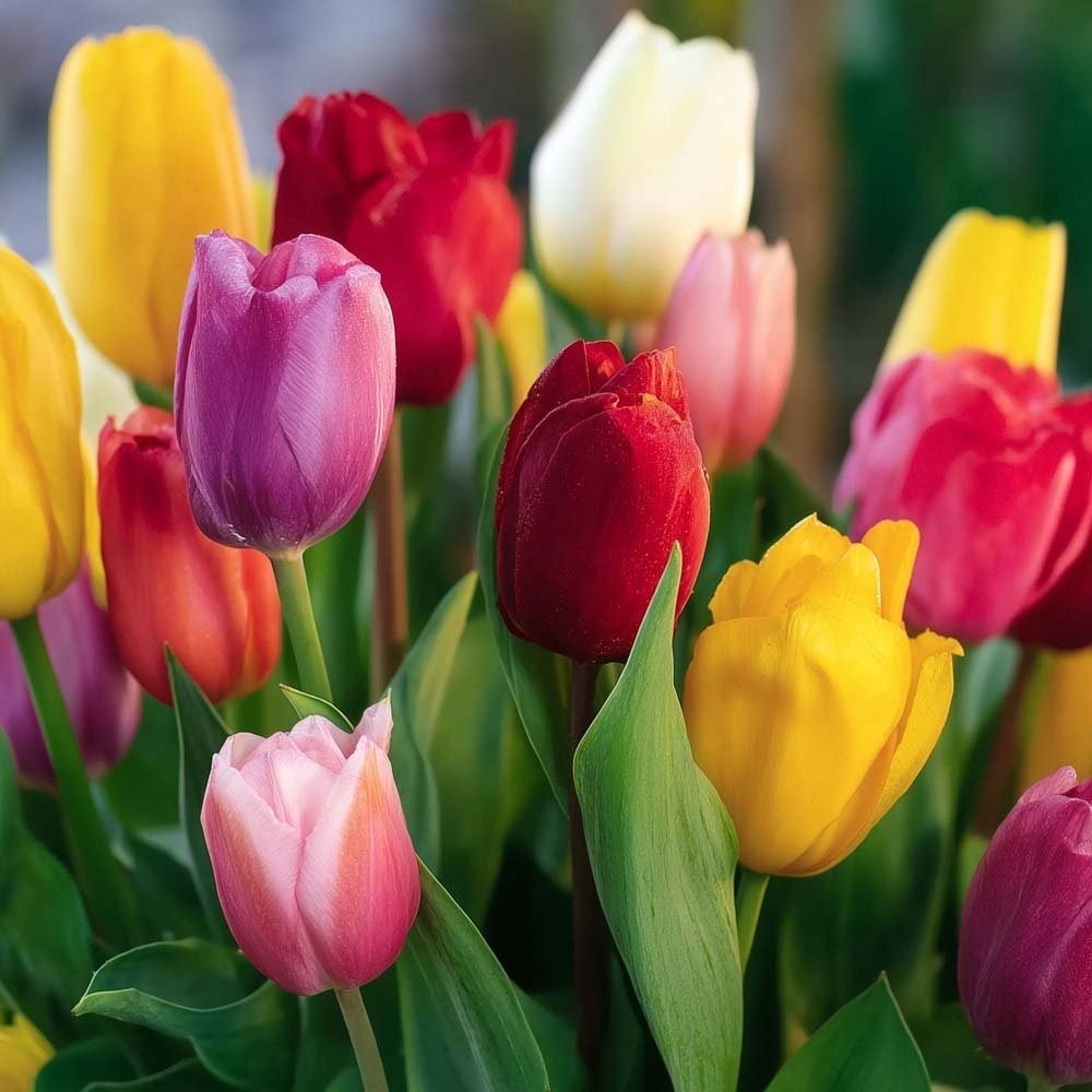 Tulpenmix 'Single Late Combi' Mixed