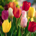 Tulpenmix 'Single Late Combi' Mixed