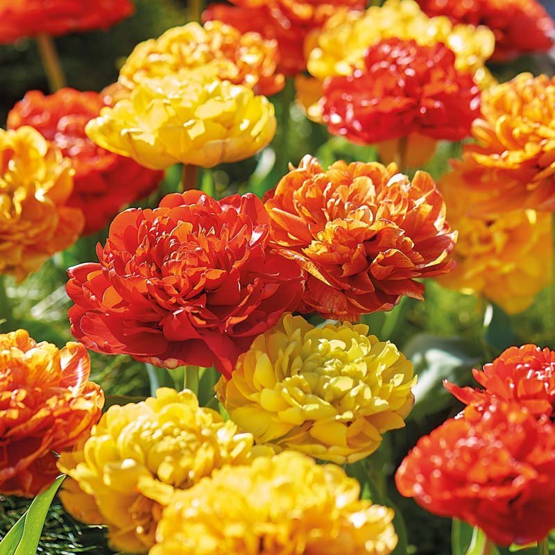 Tulpenmix 'Sun Lover Mixed'