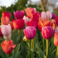 Tulpenmix 'Van Eijk Mixed'