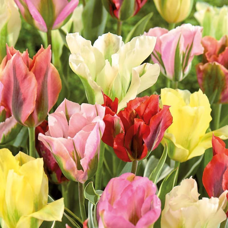 Tulpenmix 'Viridiflora Mixed'