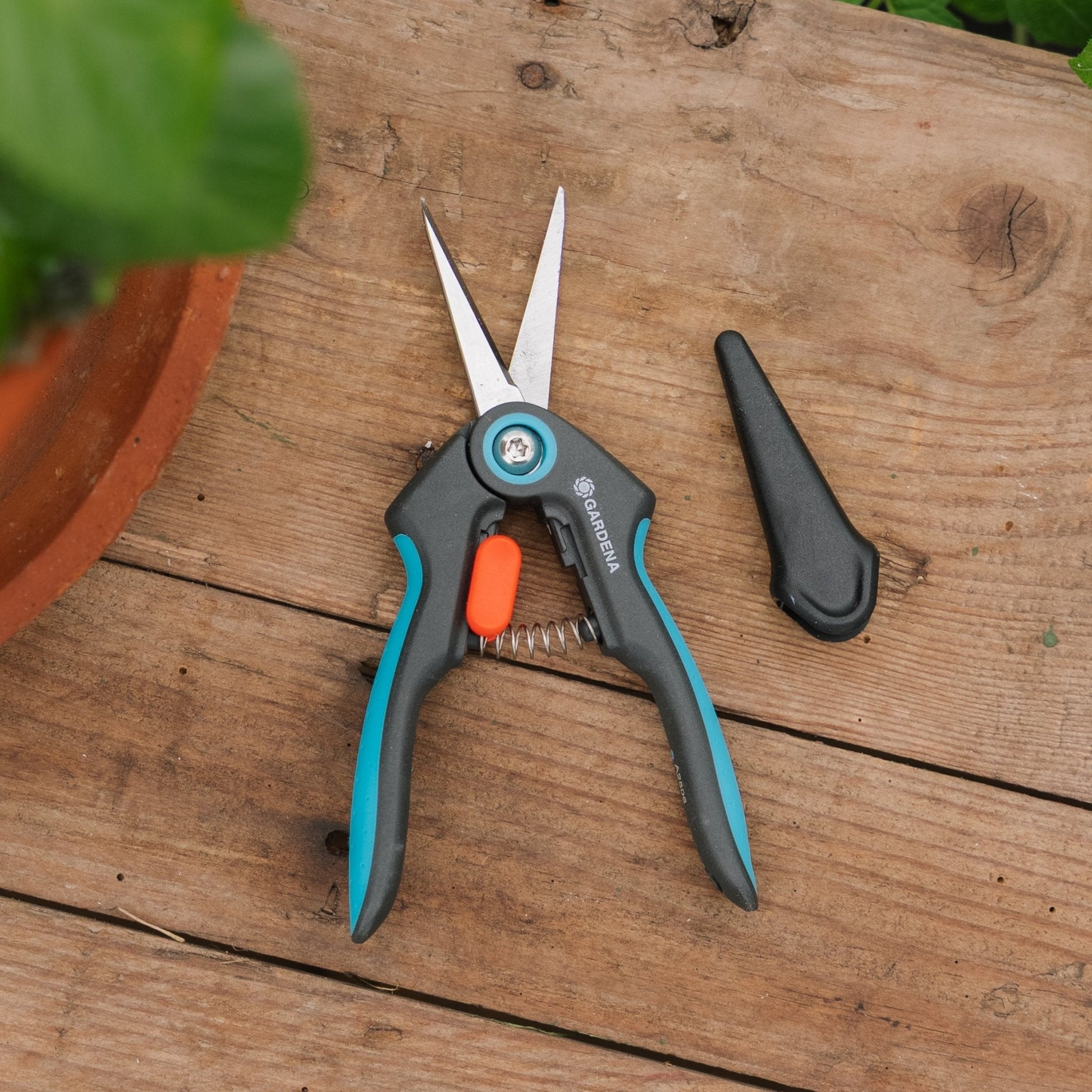 Verse kruiden schaar