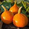 Winterpompoenzaden 'Uchiki Kuri' - 5 biologische zaden