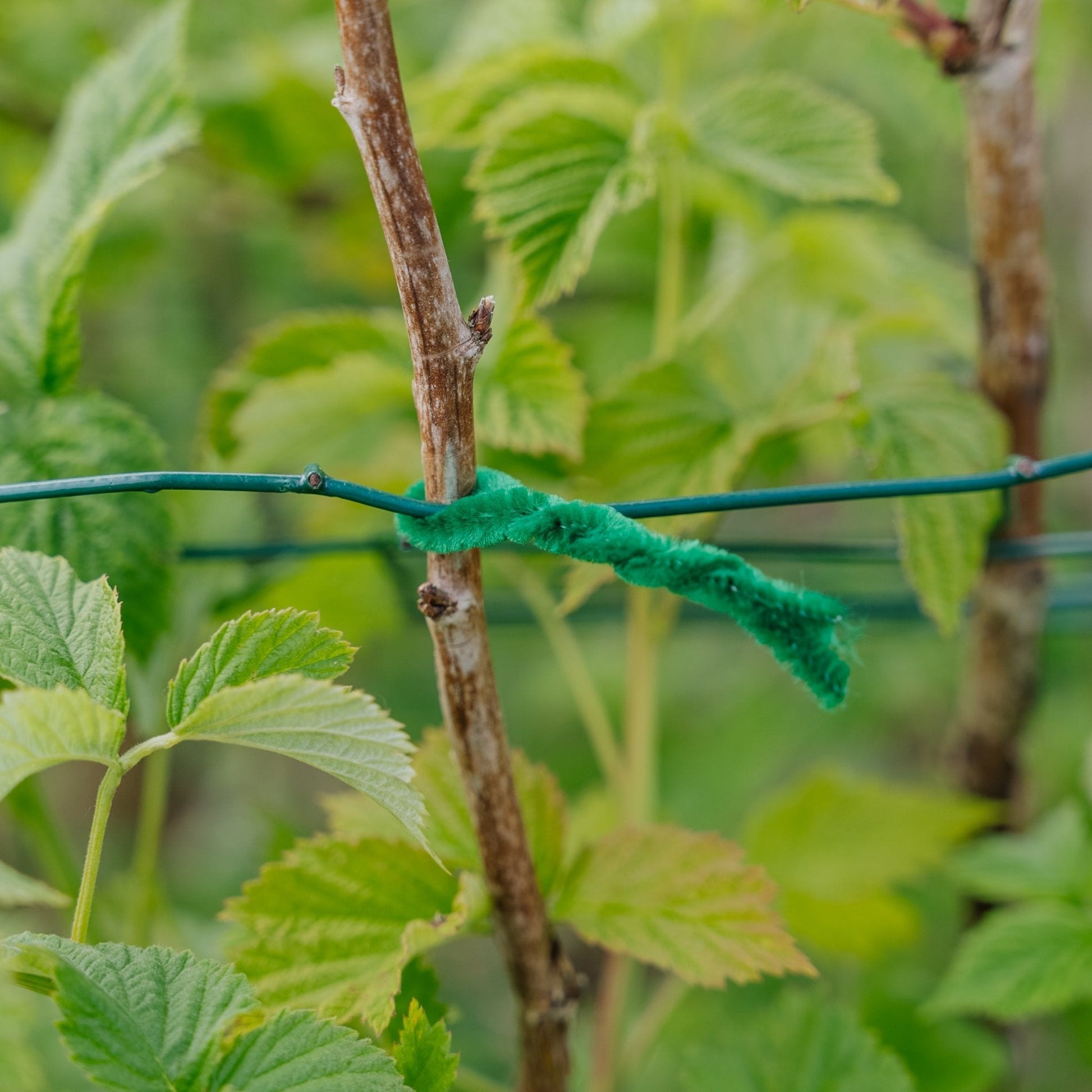 Zachte twistbanden 15 cm, 50 stuks.