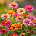Zinnia zaden 'Carroussel' - 50 biologische zaden