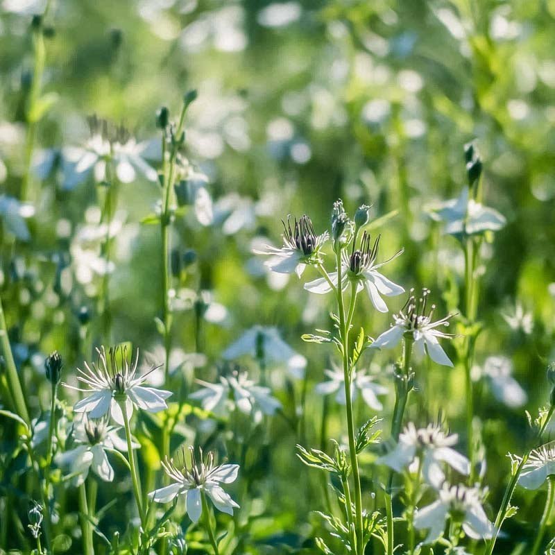 Zwarte komijnzaden - 200 biologische zaden