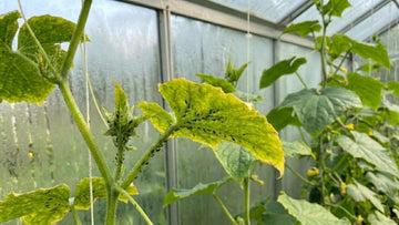 Bladluis komkommerplant - Blomea.be