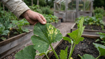 Courgette ziektes - Blomea.be