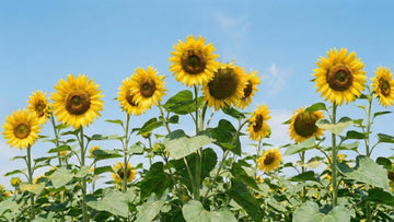 Hoe hoog wordt een zonnebloem - Blomea.be