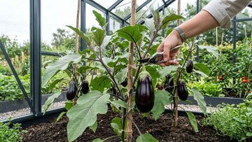 Aubergine oogsten