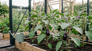 Aubergine zaaien