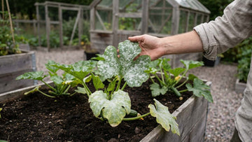 Meeldauw courgette - Blomea.be