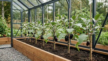 Aubergine planten afstand