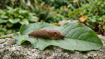 Planten die slakken niet lusten - Blomea.be