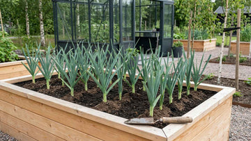 Prei planten afstand - Blomea.be