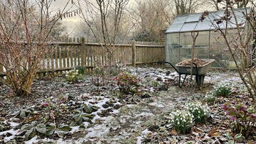 Tuin in februari - Blomea.be